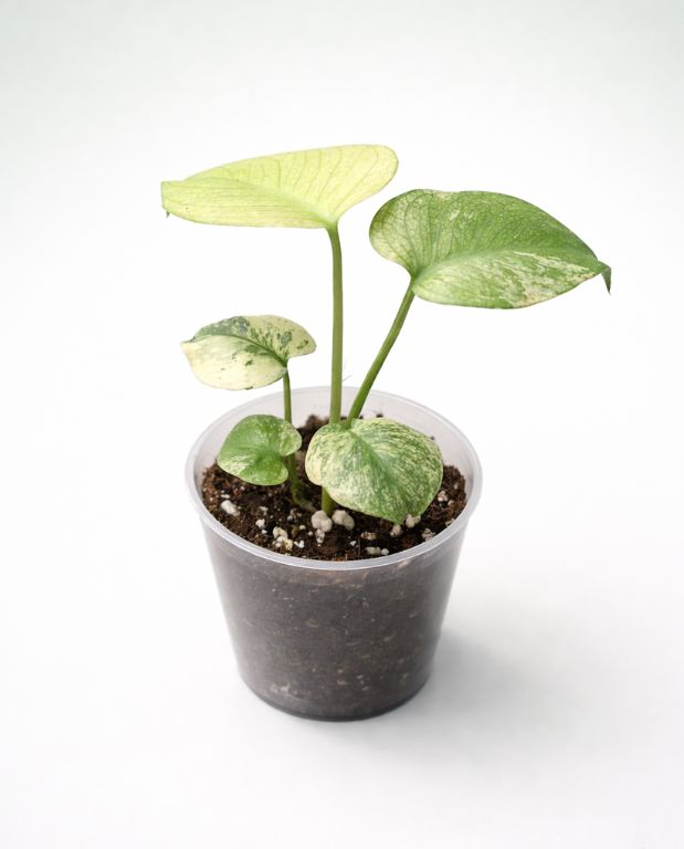 【希少】Monstera deliciosa mint variegata Monstera Deliciosa Variegata Mint - IndoorPoppies