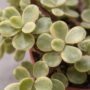 Portulacaria Afra Variegata - Plante Grasse