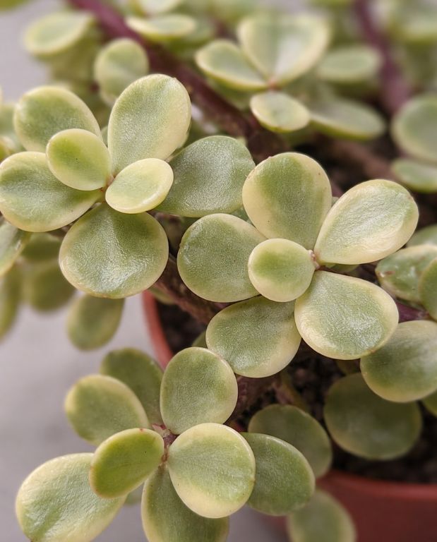 Portulacaria Afra Variegata - Plante Grasse