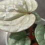 Anthurium Luxurians