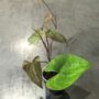 Dioscorea Discolor