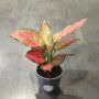 Aglaonema Crimson Love