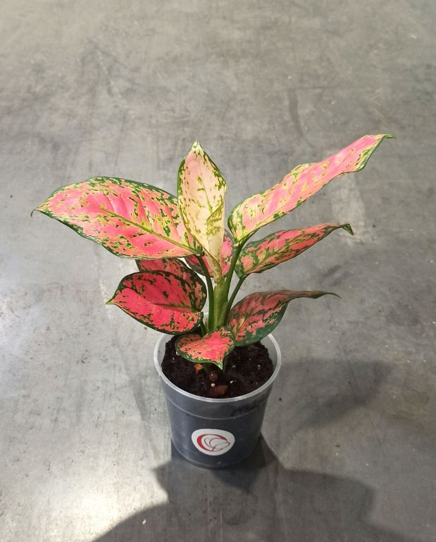 Aglaonema Crimson Love