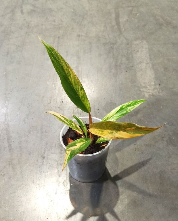 Philodendron caramel marble variegata