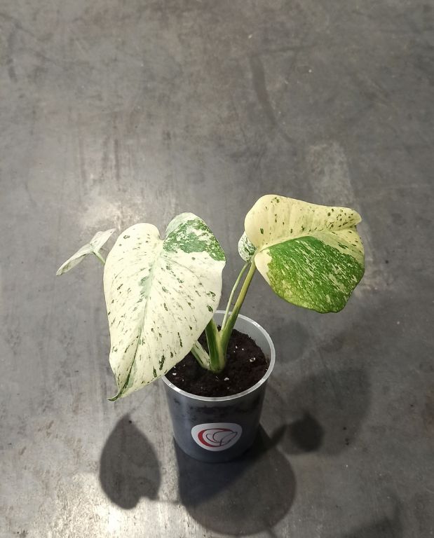 Monstera Deliciosa Variegata Mint