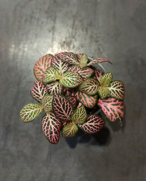 Fittonia Verschaffeltii Pink Specik®