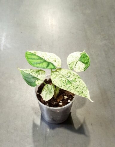 Alocasia Dragon Scale Mint plante d'intérieur tropicale rare au feuillage vert menthe panaché