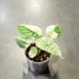 Alocasia Dragon Scale Mint plante d'intérieur tropicale rare au feuillage vert menthe panaché