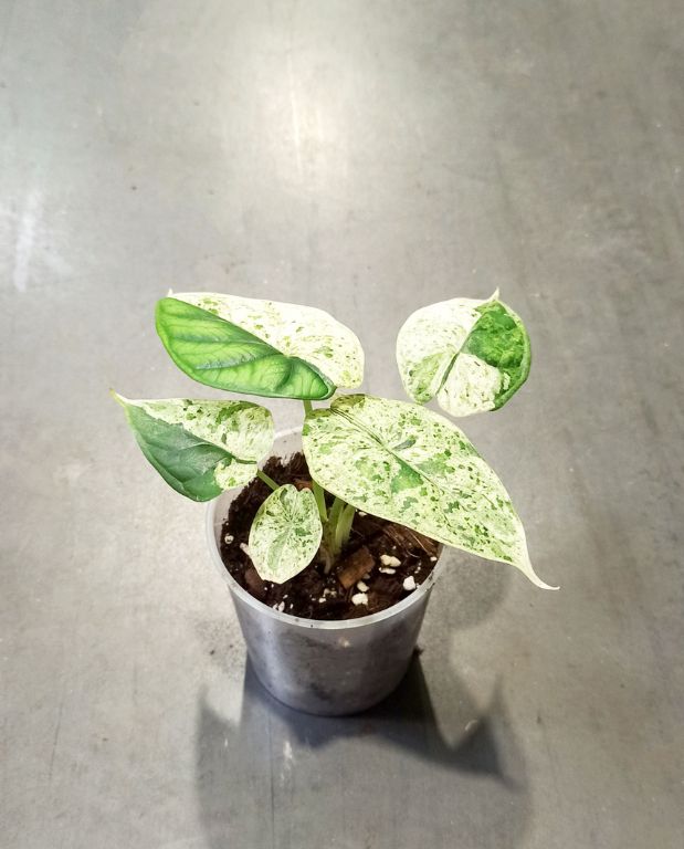 Alocasia Dragon Scale Mint plante d'intérieur tropicale rare au feuillage vert menthe panaché