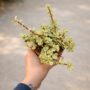 Portulacaria Afra Variegata - Plante Grasse