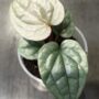 Anthurium Luxurians