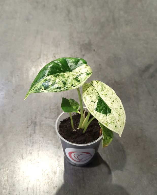 Alocasia baginda Dragon Scale Mint Variegata