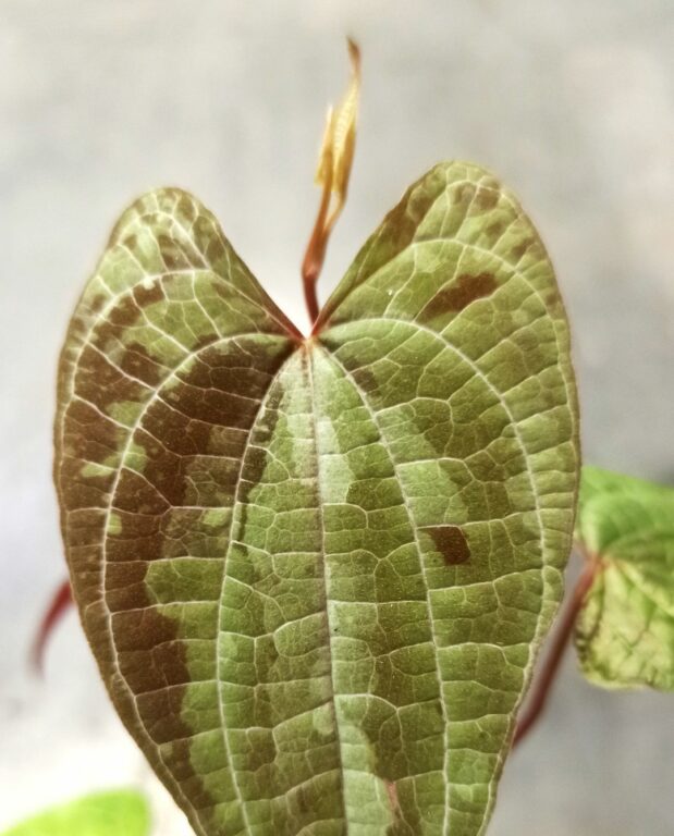 Dioscorea Discolor