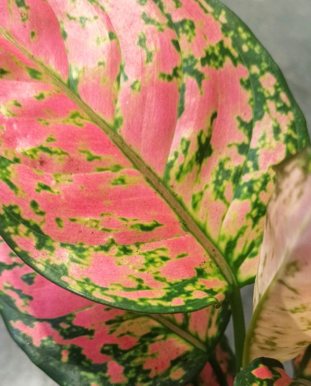 Aglaonema Crimson Love