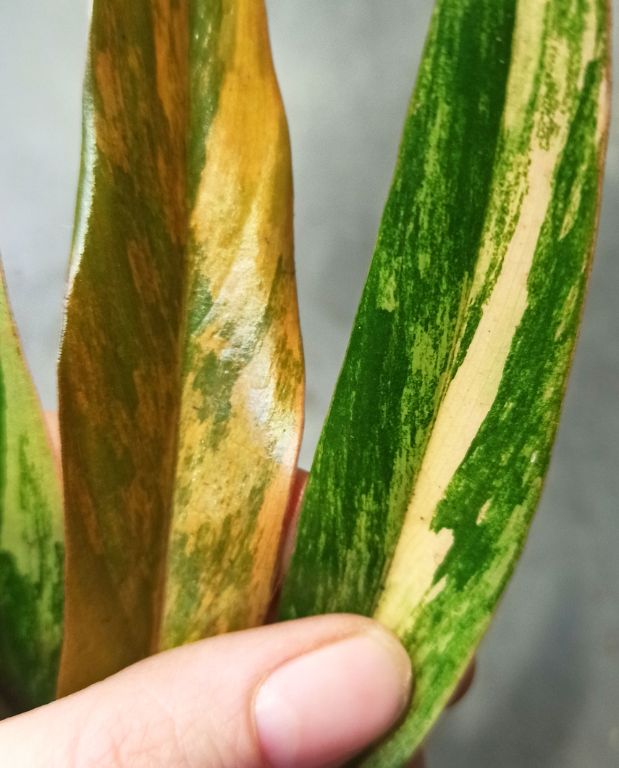 Philodendron caramel marble variegata