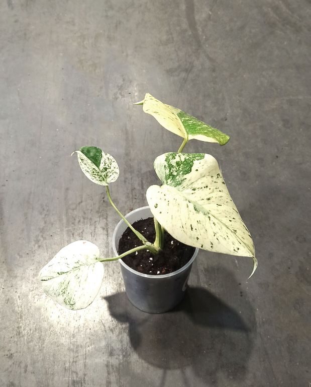 Monstera Deliciosa Variegata Mint