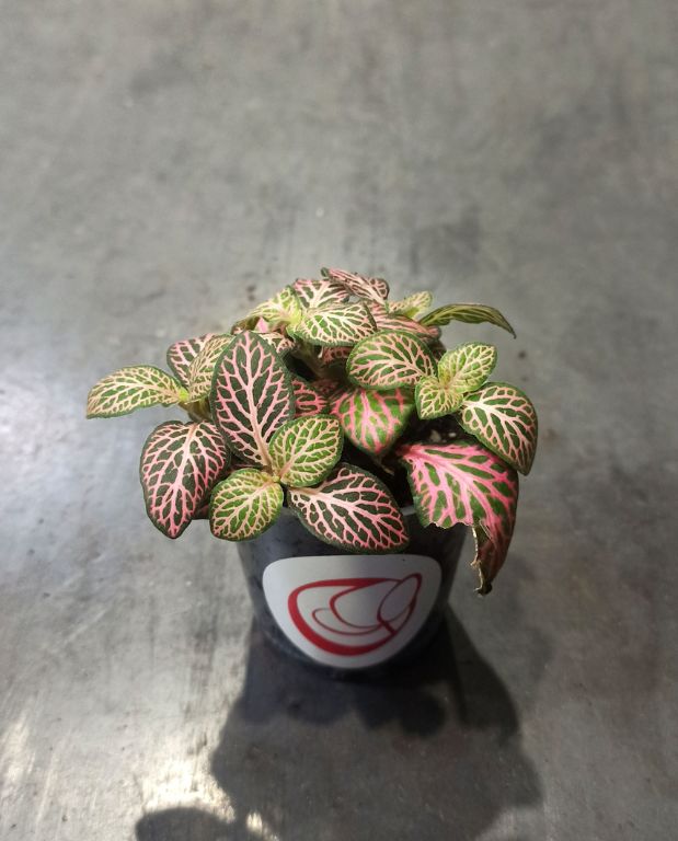 Fittonia Verschaffeltii Pink Specik®