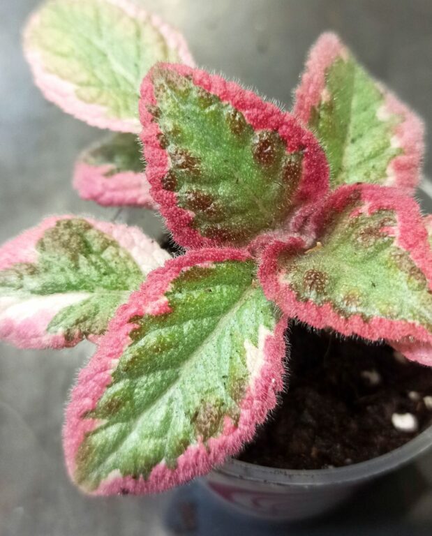 Episcia Pink Brocade