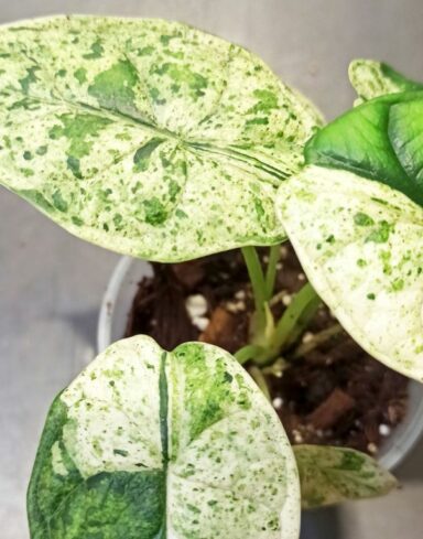Alocasia Baginda Dragon Scale Mint alternative