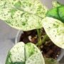 Gros plan sur les feuilles panachées vert menthe Alocasia Dragon Scale Mint