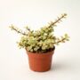 Portulacaria Afra Variegata - Plante Grasse