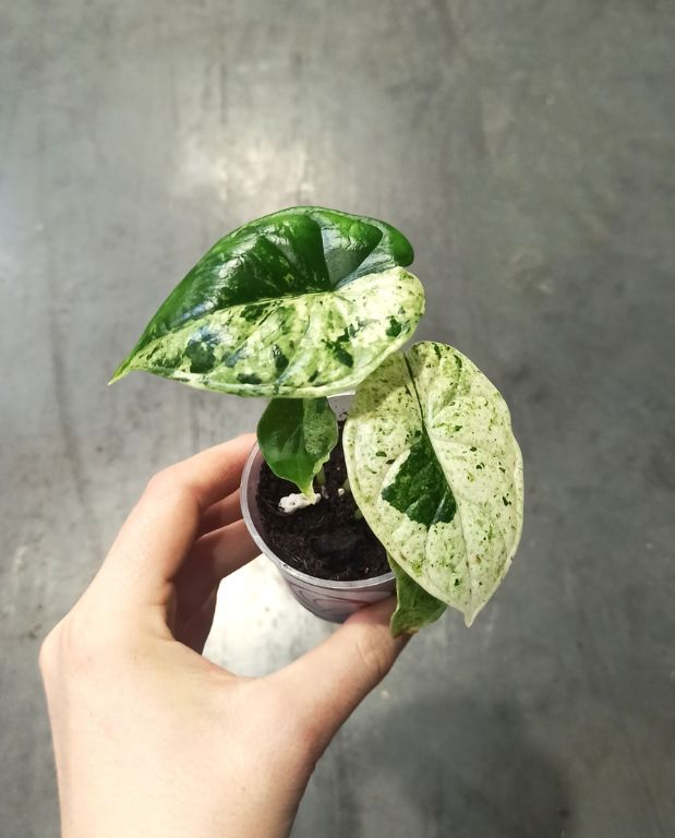 Alocasia baginda Dragon Scale Mint Variegata