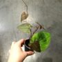 Dioscorea Discolor