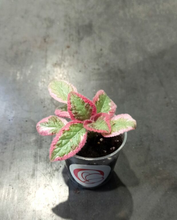 Episcia Pink Brocade