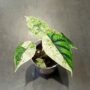 Alocasia Dragon Scale Mint taille S plante d'intérieur tropicale rare dans substrat mix alocasia