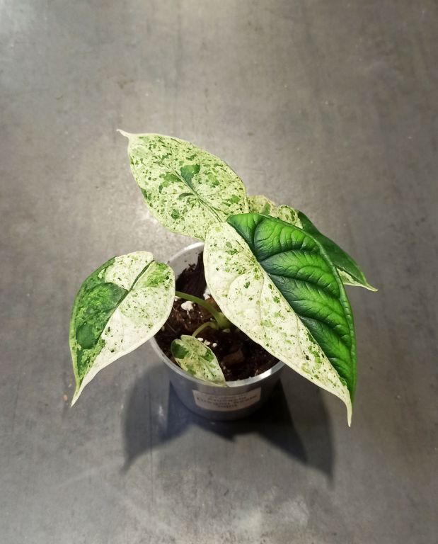 Alocasia Dragon Scale Mint taille S plante d'intérieur tropicale rare dans substrat mix alocasia
