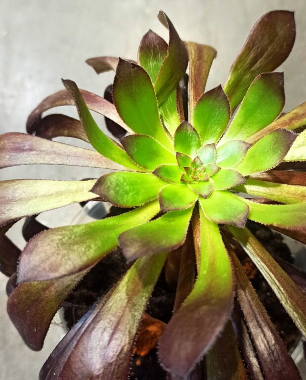 Aeonium arboreum Schwarzkopf