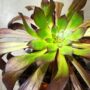 Aeonium arboreum Schwarzkopf