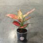 Aglaonema Crimson Love