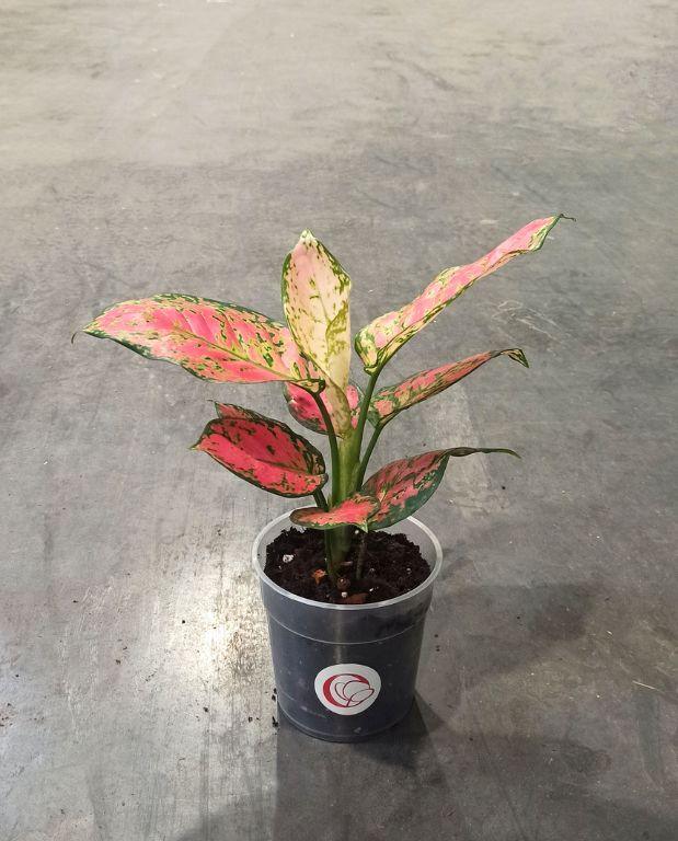 Aglaonema Crimson Love