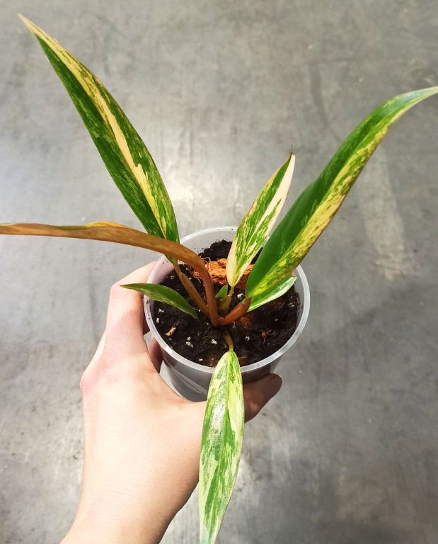 Philodendron caramel marble variegata