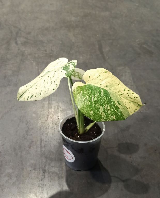 Monstera Deliciosa Variegata Mint