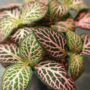 Fittonia Verschaffeltii Pink Specik®