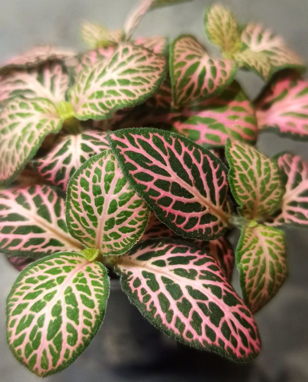 Fittonia Verschaffeltii Pink Specik®