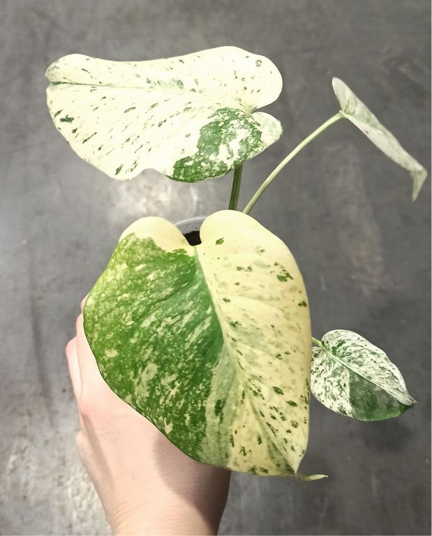 Monstera Deliciosa Variegata Mint