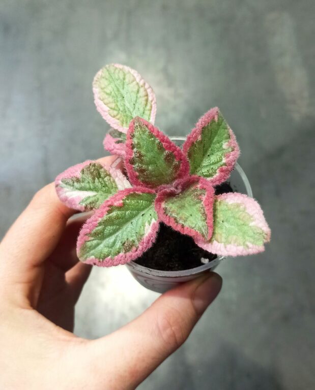 Episcia Pink Brocade