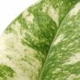 Monstera Deliciosa Variegata Mint