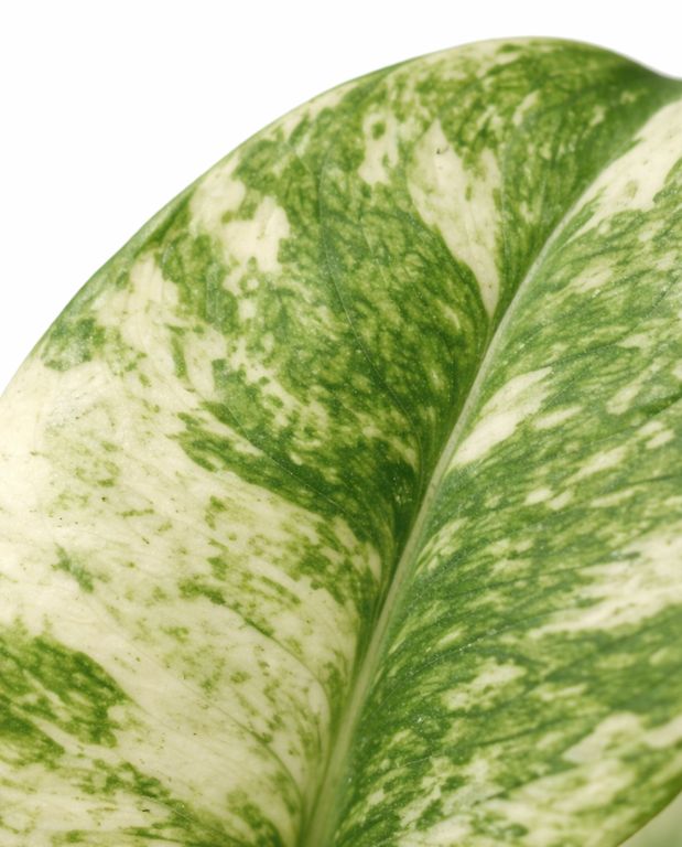 Monstera Deliciosa Variegata Mint