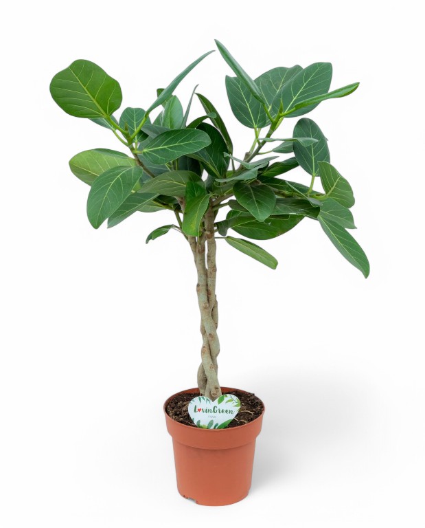 Ficus altissima