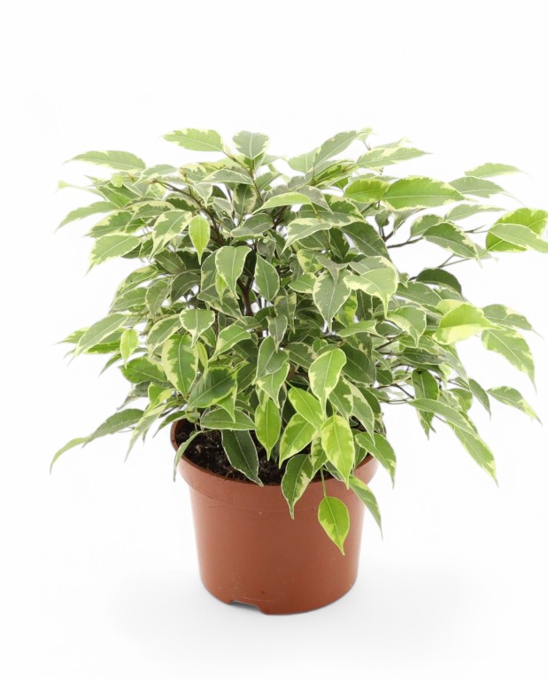 ficus kinky - figuier pleureur