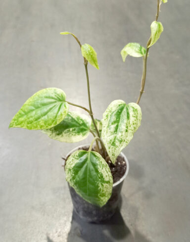 Piper sylvaticum Macropiper variegata vigne taille S plante rare