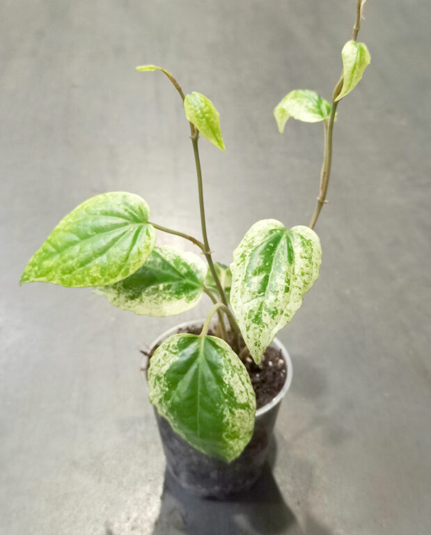 Piper sylvaticum Macropiper variegata vigne taille S plante rare