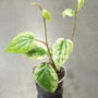 Piper sylvaticum Macropiper variegata vigne taille S plante rare