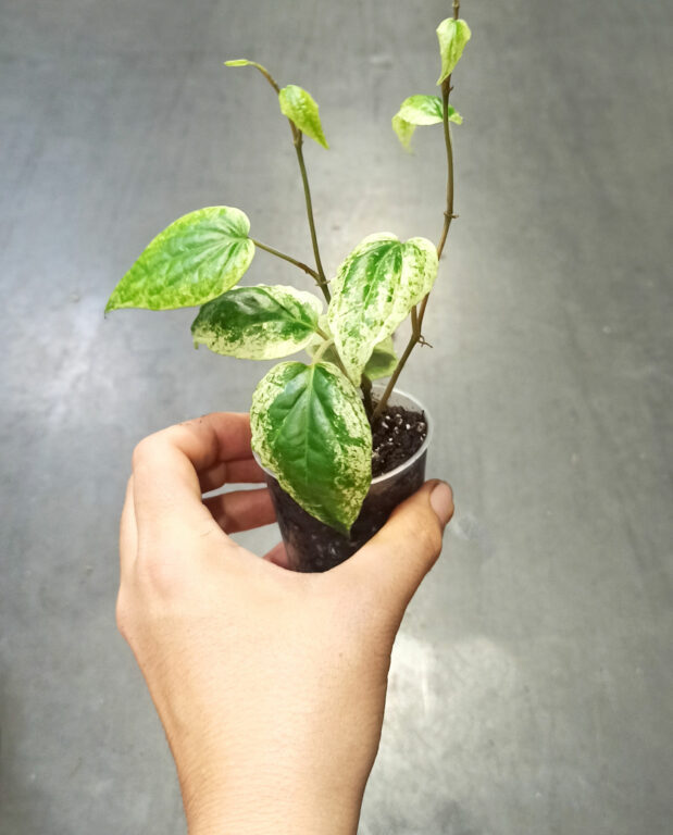 Piper sylvaticum Macropiper variegata dans main taille S