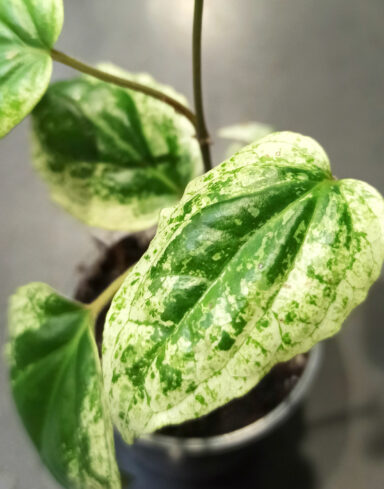 Piper Sylvaticum Macropiper Variegata alternative