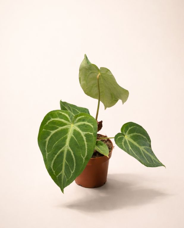Anthurium Magnificum